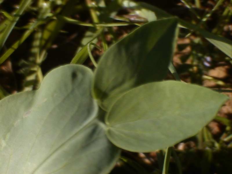 Lathyrus ochrus / Cicerchia pisellina